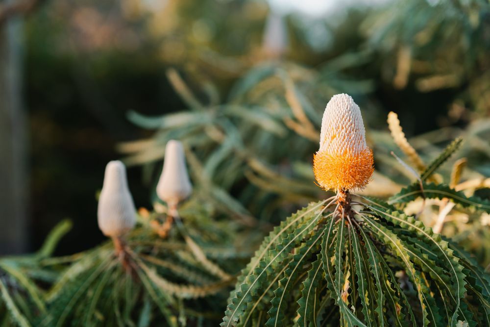 Close-up of small orange mushrooms growing on green moss in nature.