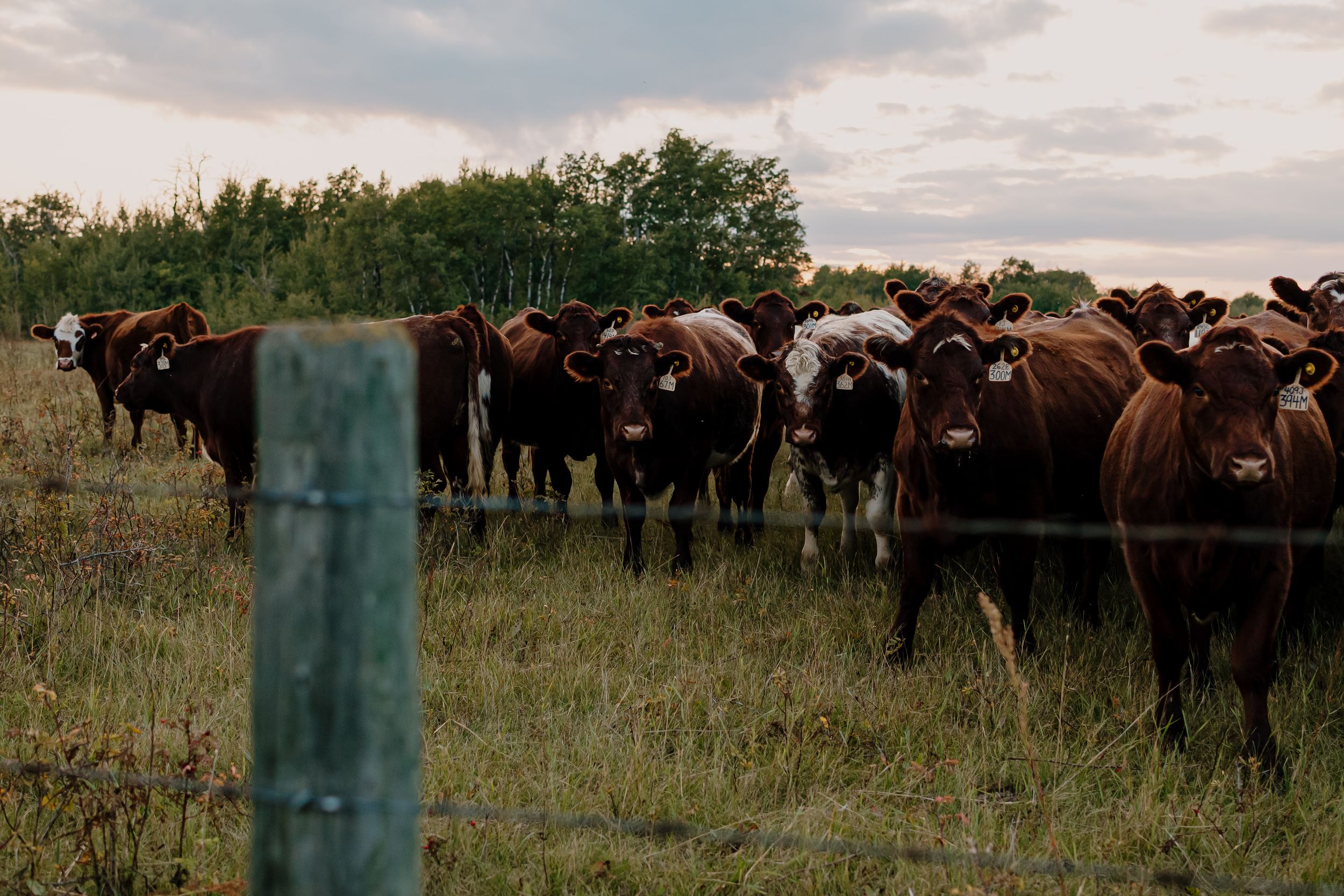 A pastoral scene showing grazing cattle in a green field with fence posts.