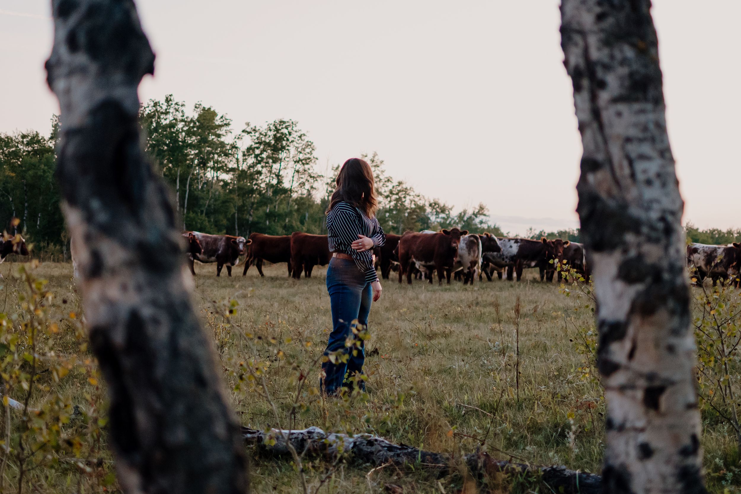 A person stands in a field with cattle grazing in the background, framed by birch trees at sunset.