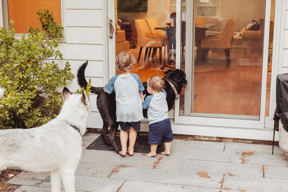 Lifestyle family photography capturing candid moments of children at home with their dogs during an on-location session in Andover, MA.