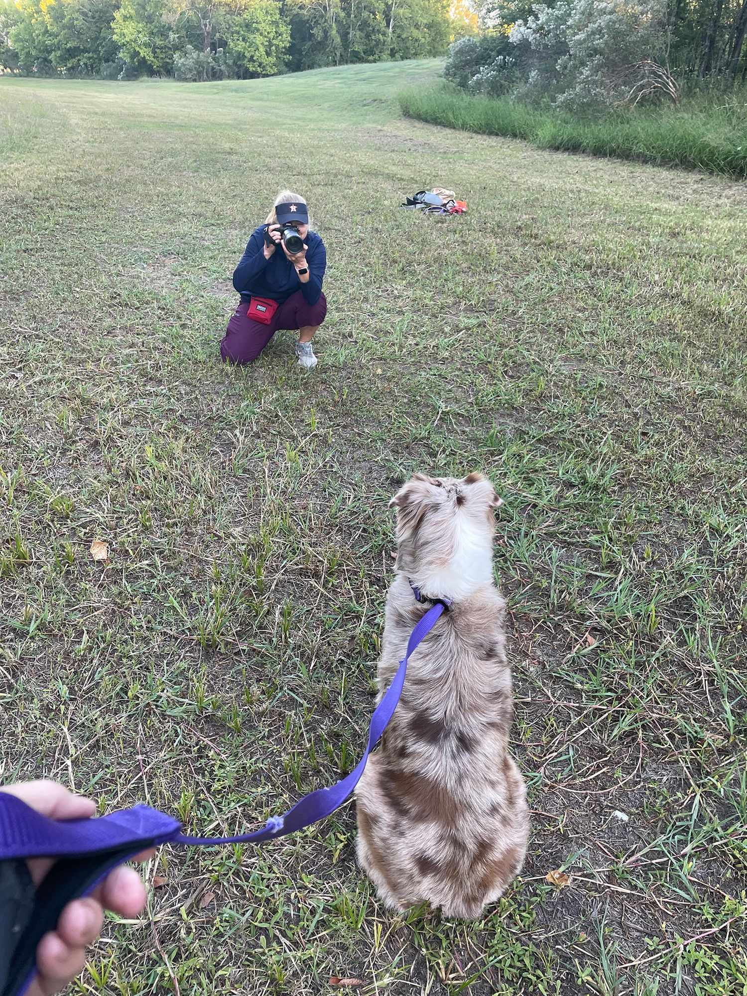 A spotted Australian Shepherd dog on a leash stands in a grassy field during for an outdoor photography session.