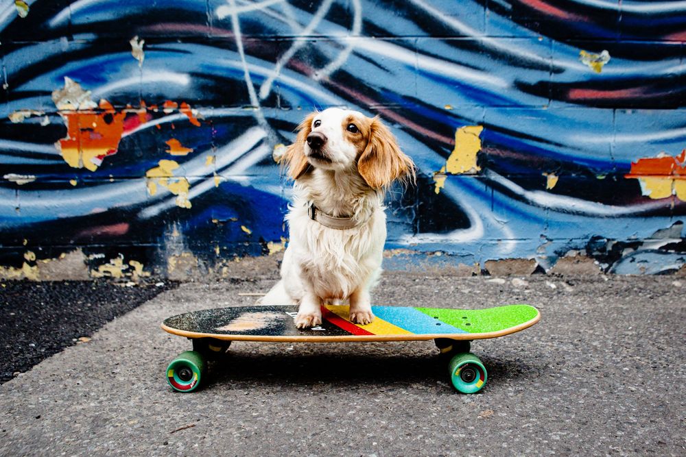 Dog Photography