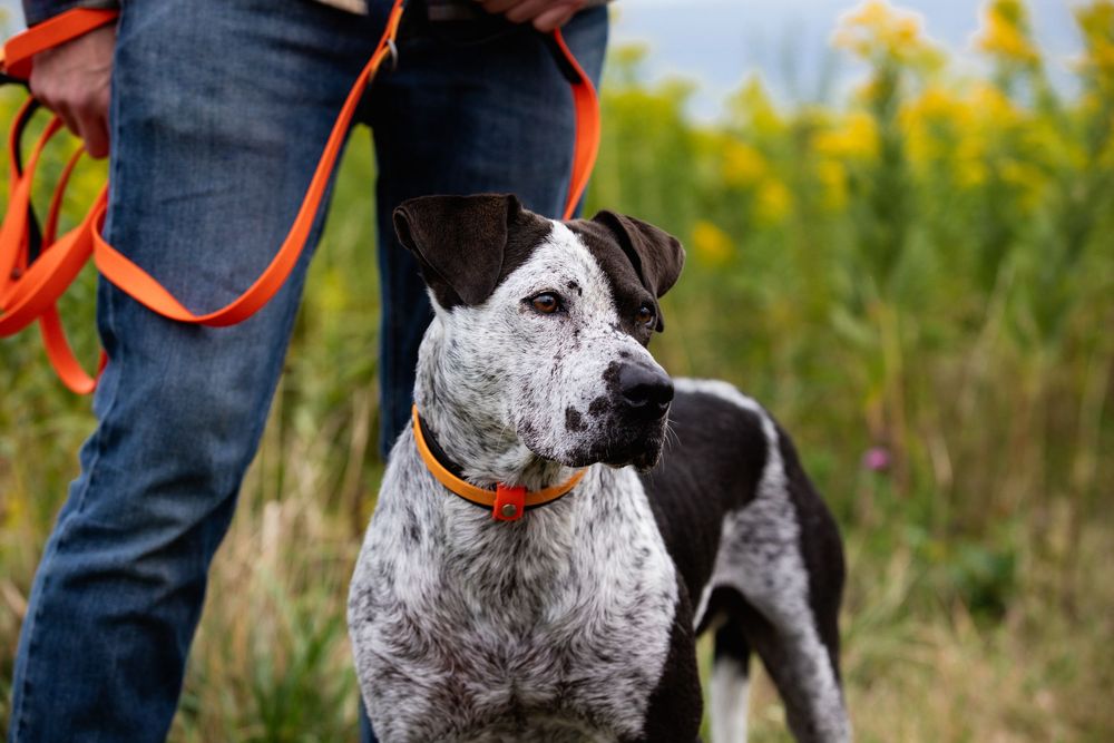 Dog Photography