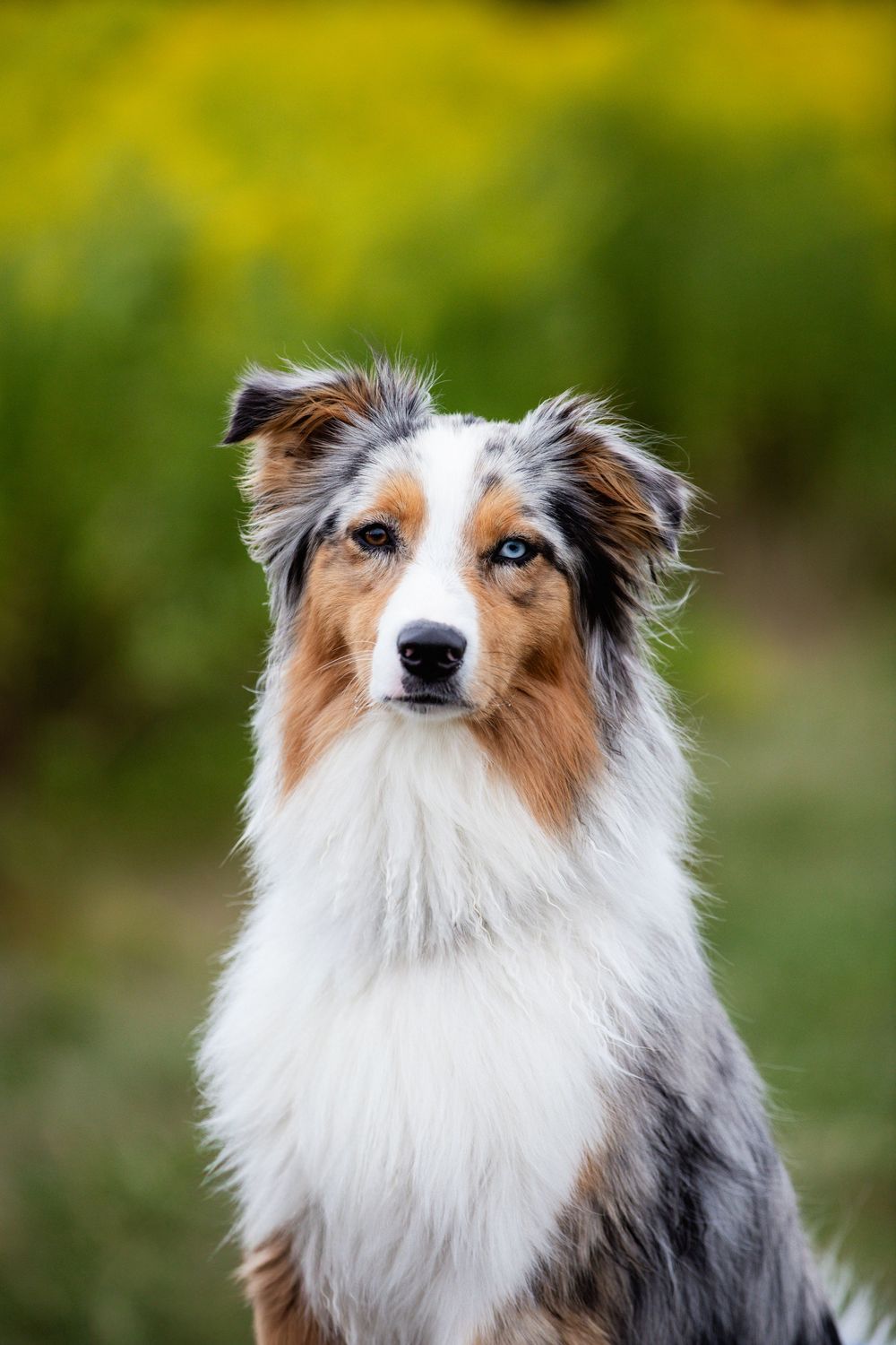 Dog Photography