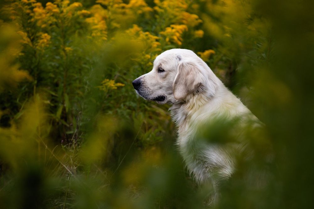 Dog Photography