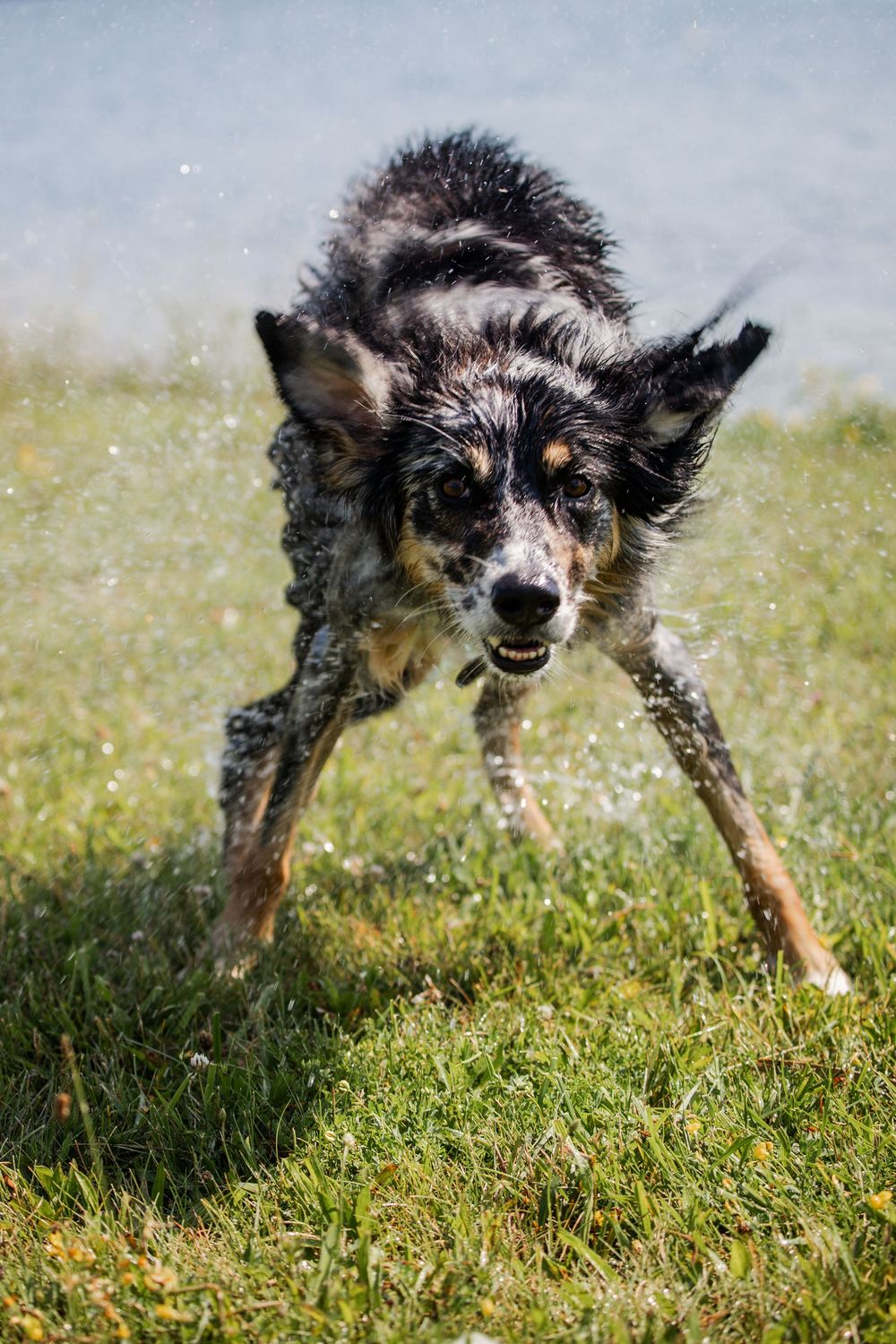 Dog Photography