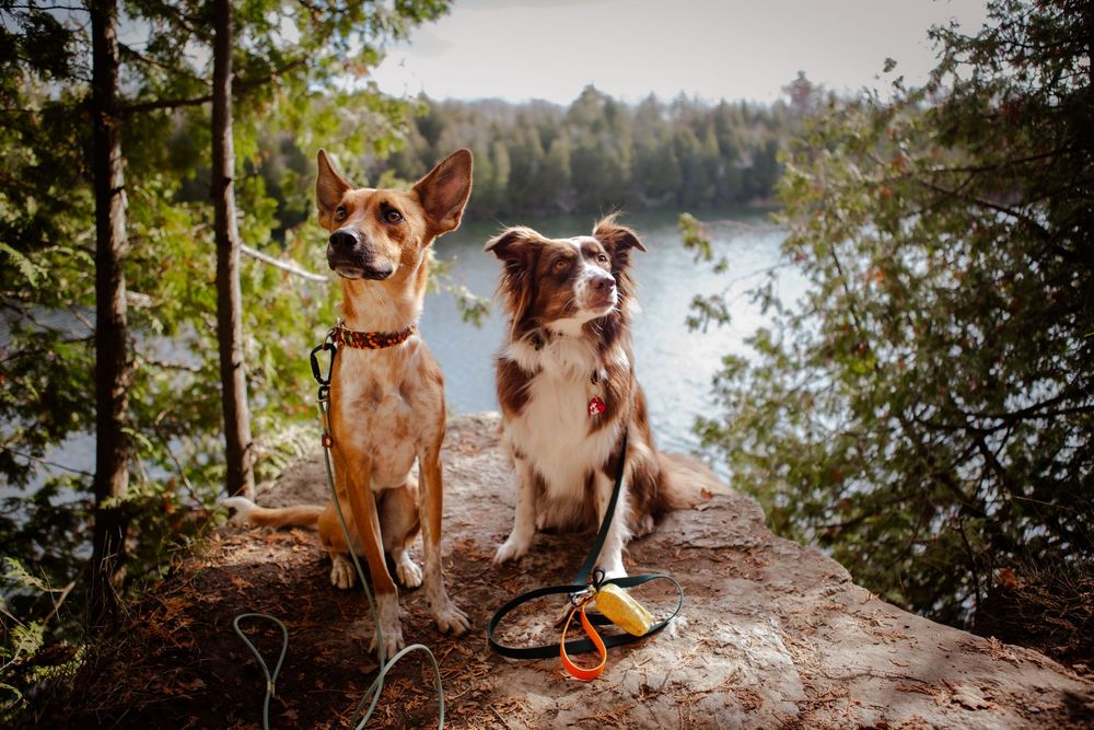 Dog Photography