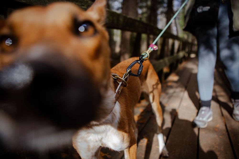 Dog Photography