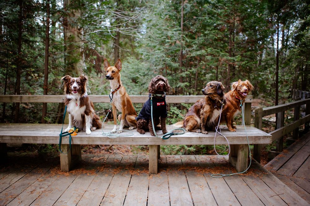Dog Photography
