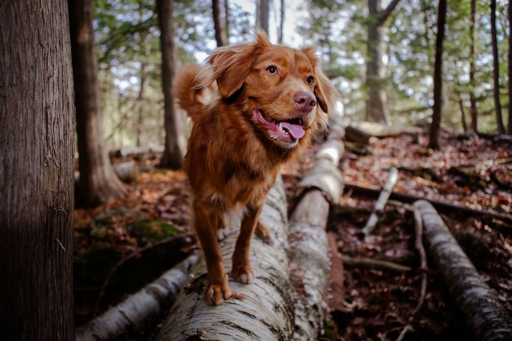 Dog Photography