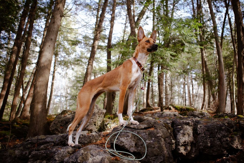 Dog Photography
