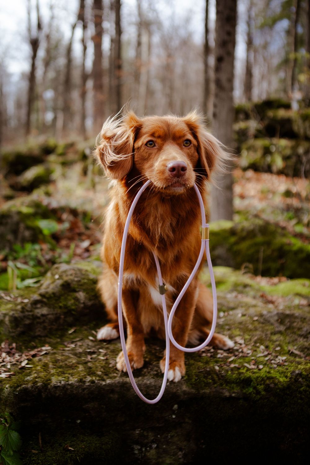 Dog Photography
