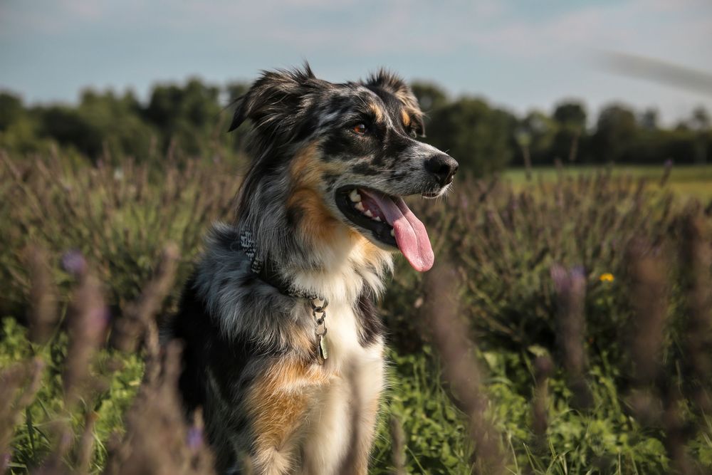 Dog Photography