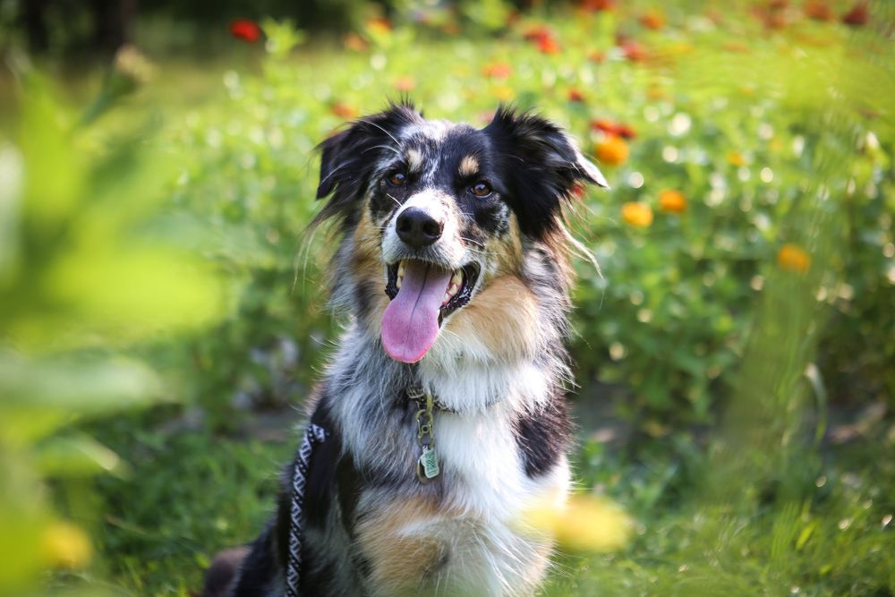 Dog Photography