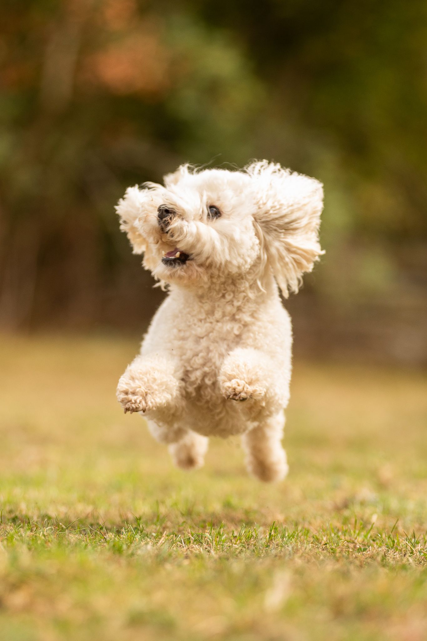 A small white fluffy dog leaping and running through grass in a sequence of action shots.