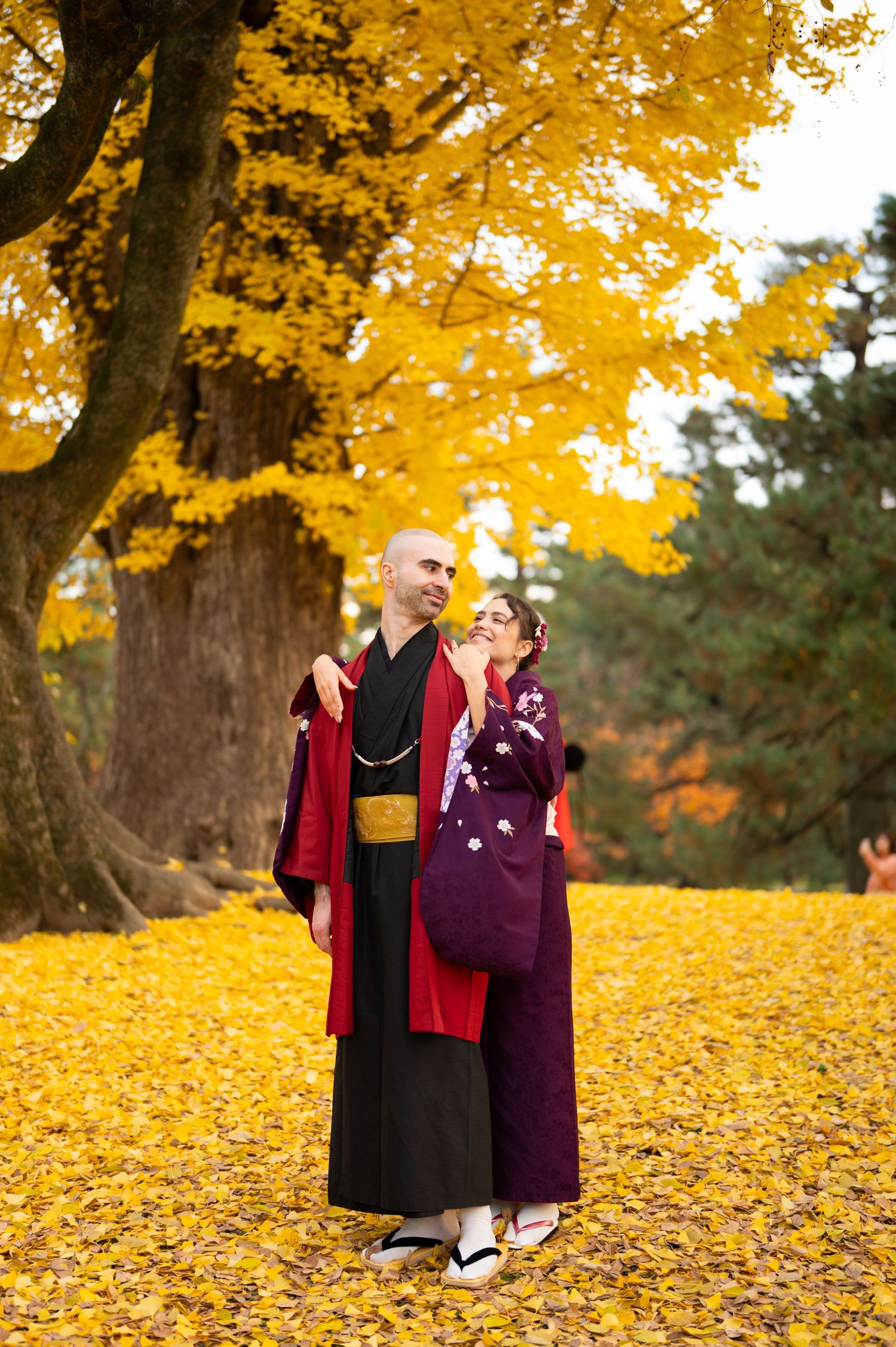 Couple in traditional Japanese kimono embracing under a large ginkgo tree covered in brilliant yellow autumn leaves.