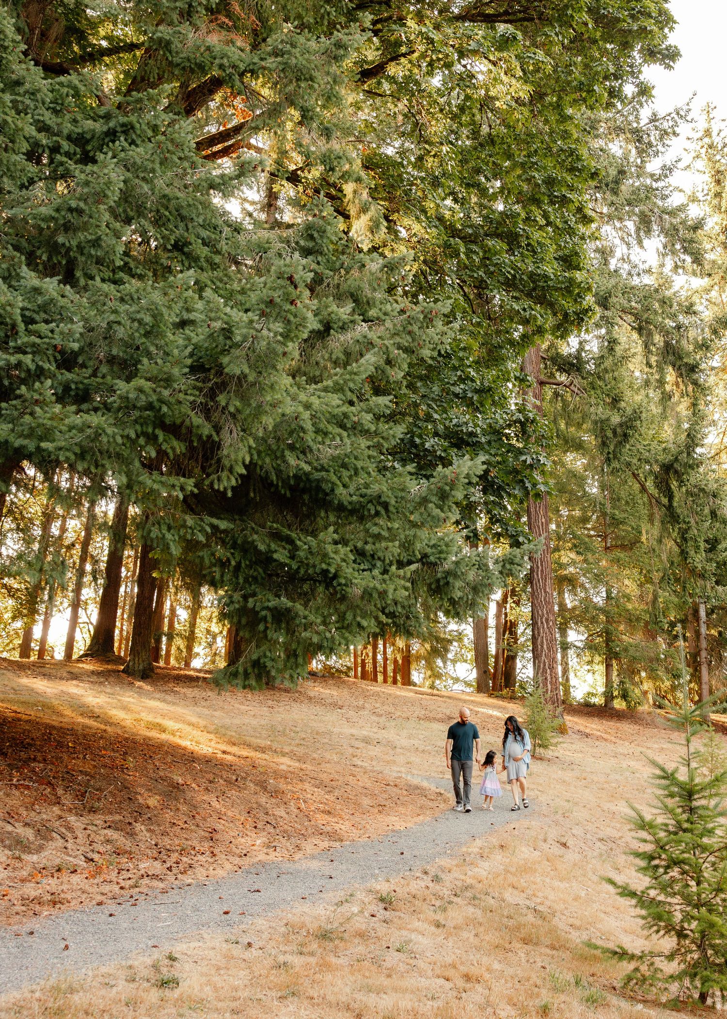 A winding path through a peaceful evergreen forest with two people walking together in the golden afternoon light.