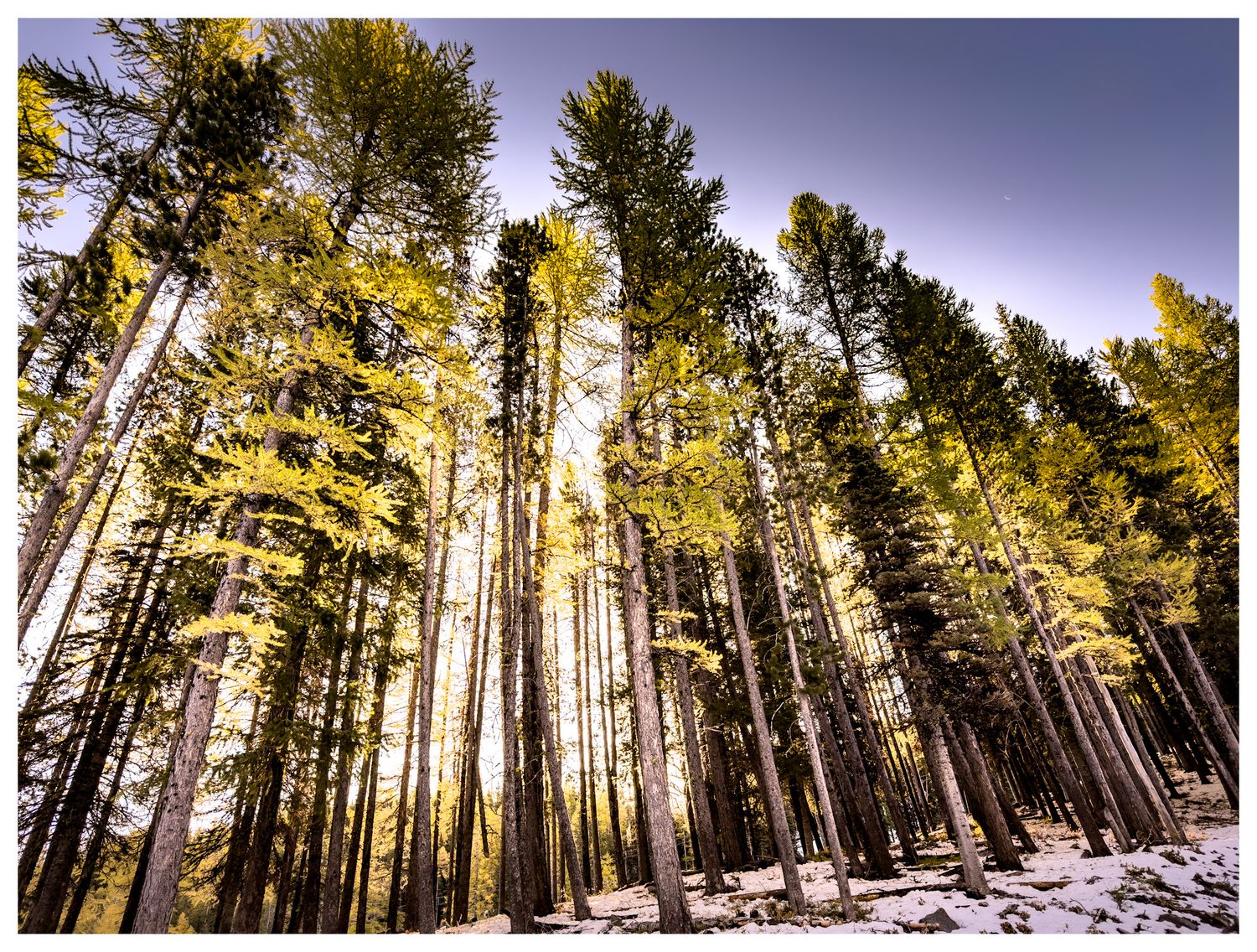 Tall pine trees reaching skyward with sunlight filtering through branches in snowy forest.