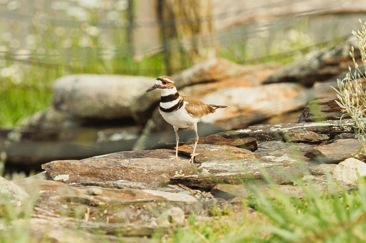 Small bird perched on rocky terrain surrounded by grass and natural elements.