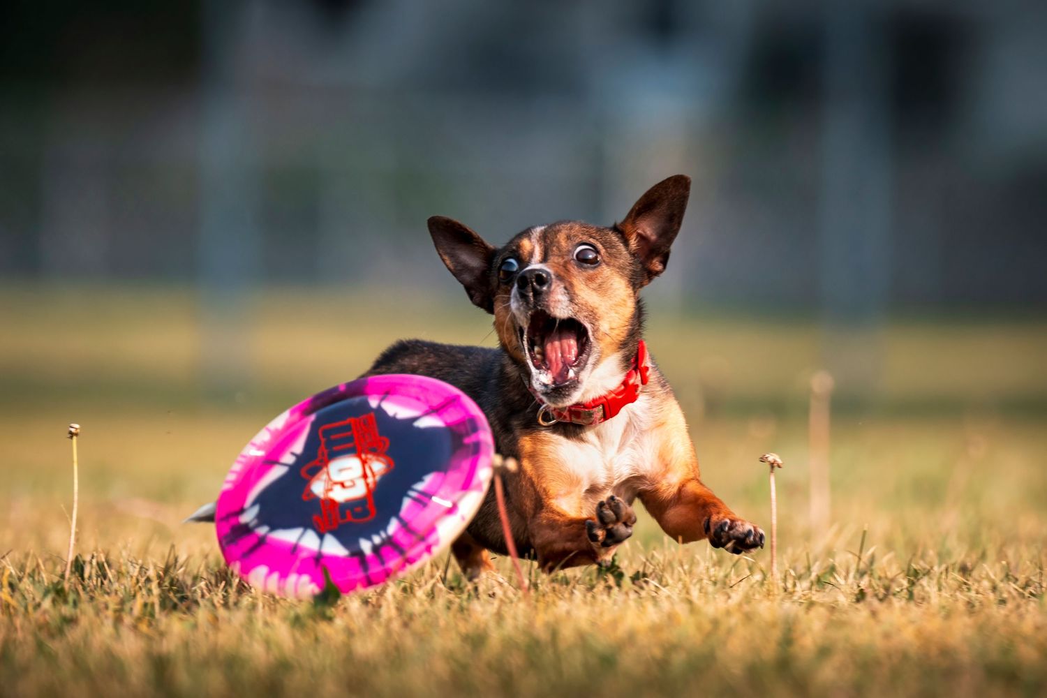 A playful brown dog wearing a pink frisbee disc runs and jumps in a grassy field during golden hour.