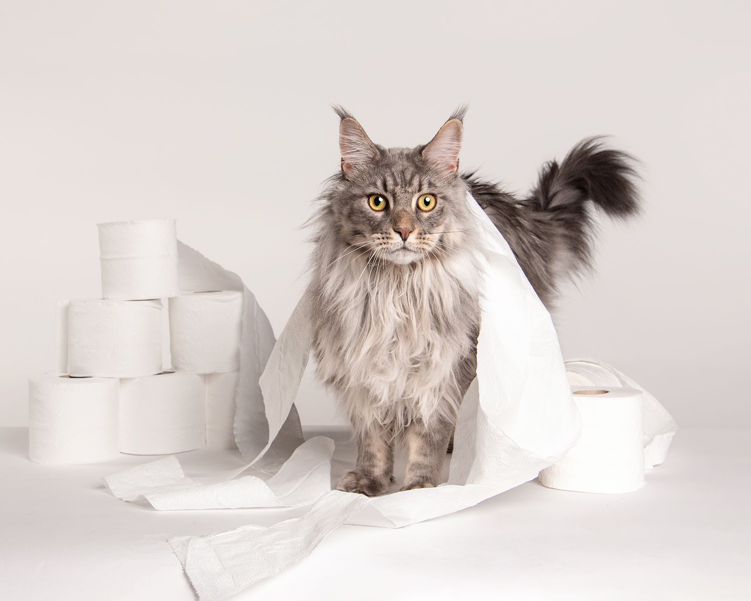 Maine Coon with paper props at Tripdog Photography Portrait Studio on a white background