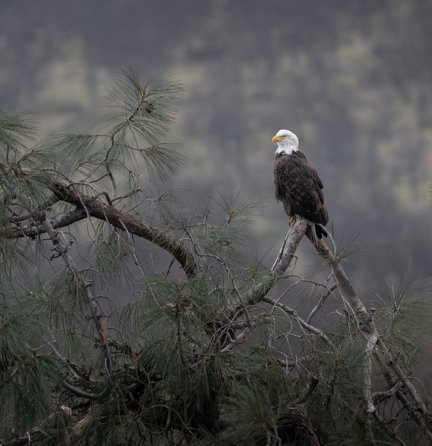 Alert bald eagle surveys its territory while resting on a dead tree branch.