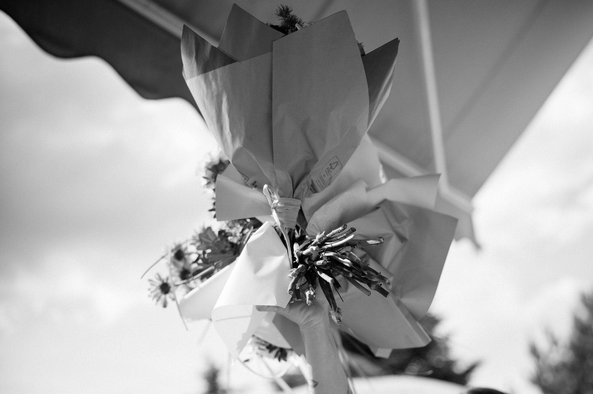 Black and white macro shot of a delicate flower in bloom.