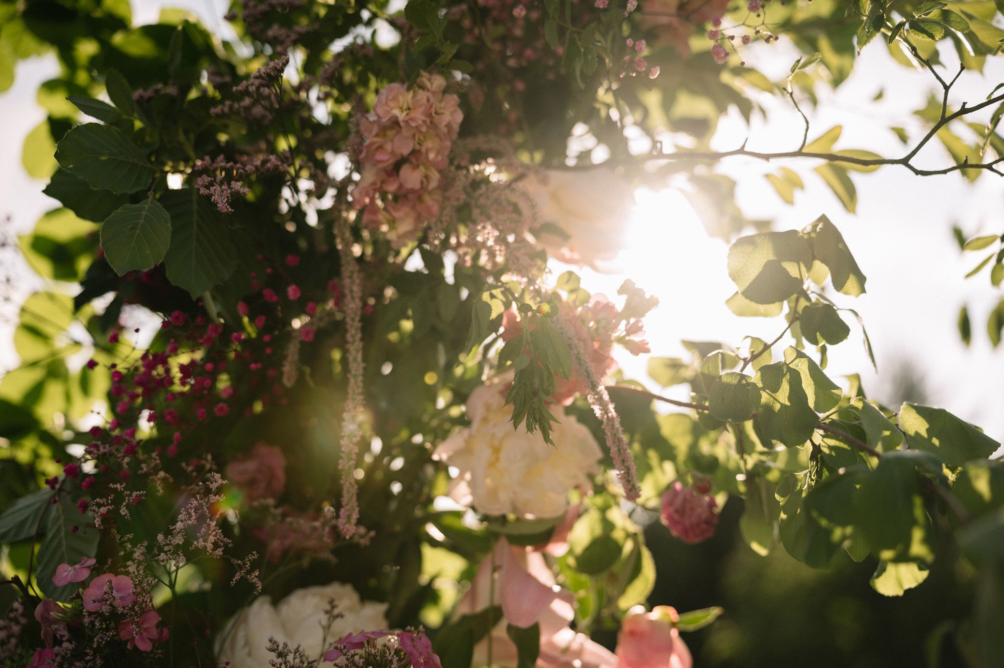 Sunlight streaming through pink flowers and green leaves creating a dreamy garden atmosphere.