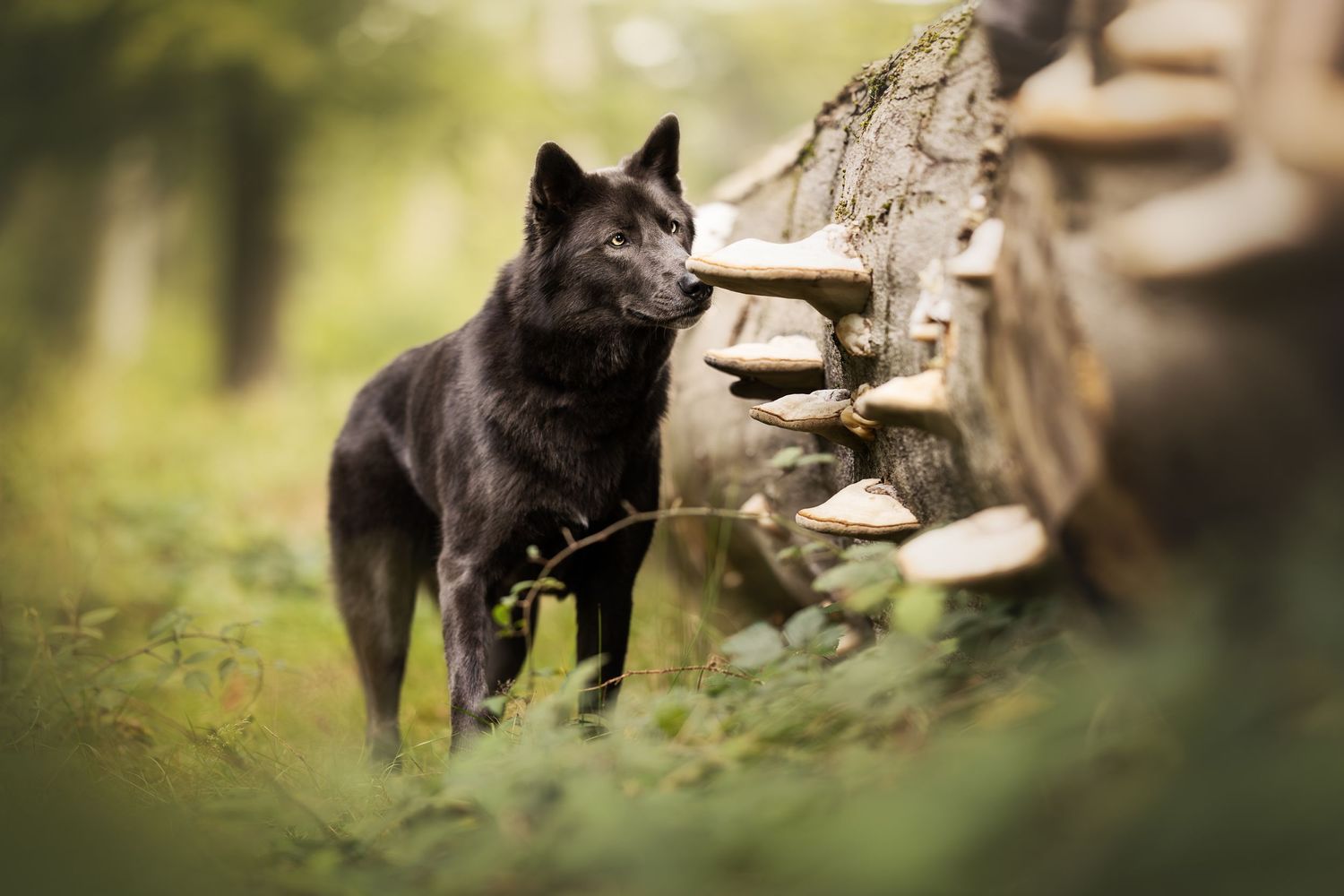 A black wolf investigates a woodpile in a forest setting with bokeh lighting effects.