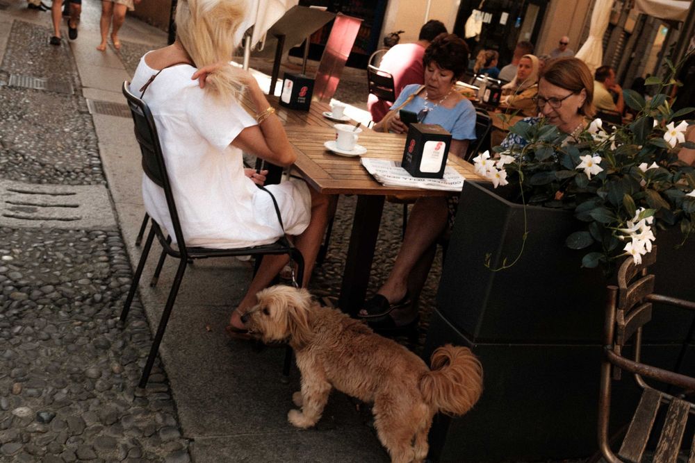 A brown dog sits beside outdoor cafe tables where patrons are dining.