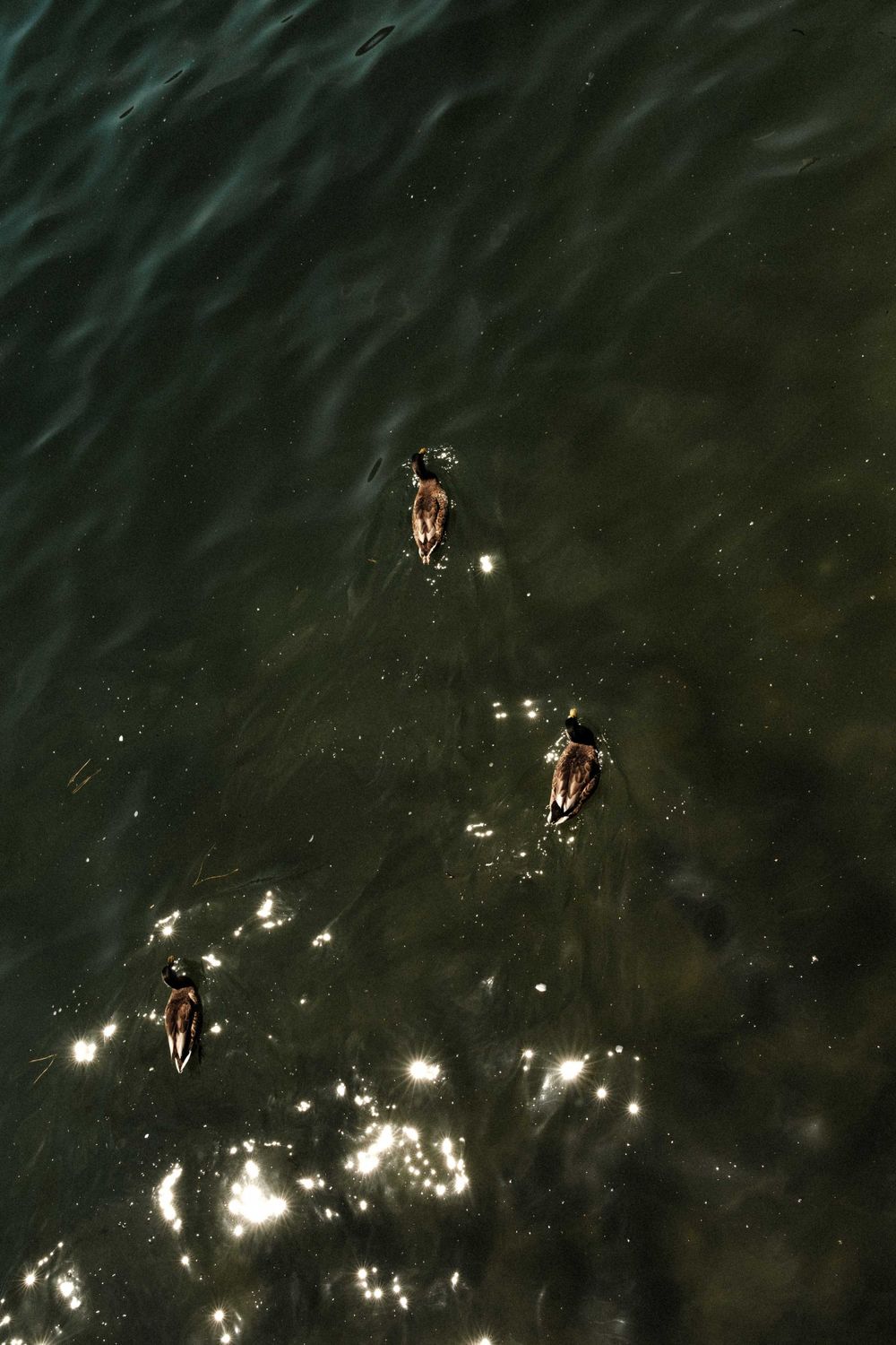 Aerial view of three ducks swimming in dark rippling water with sunlight reflections.