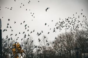 Flock of birds flying against a cloudy sky during sunset creating a dramatic silhouette pattern.