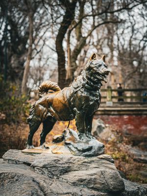 Bronze statue of Balto positioned on a rocky outcrop in a park setting. Central Park, New York City.