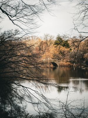 Serene lake view with bare tree branches framing the tranquil winter water.