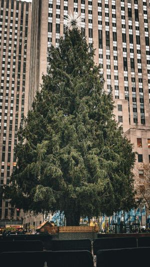 Tall skyscraper building with evergreen trees in the foreground against an urban backdrop.