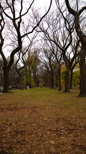 Bare trees line a winding path through Central Park in late autumn.