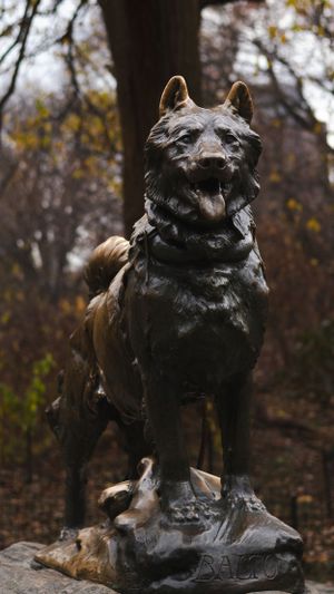 Front view of the bronze Balto dog statue against fall trees in Central Park.