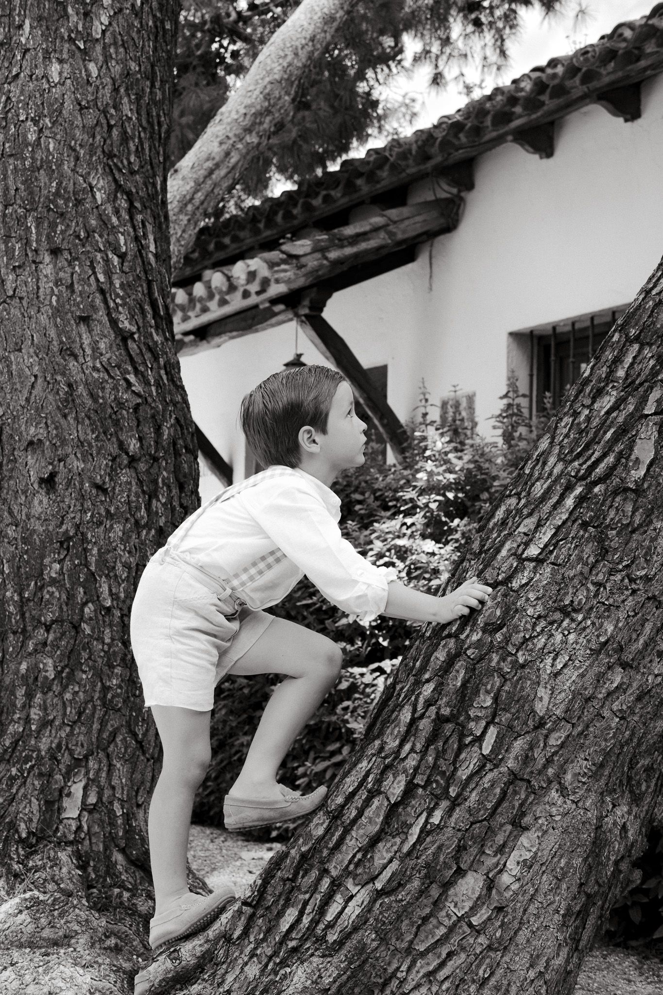 Black and white photo of a young child climbing a large tree trunk near a Spanish-style building.