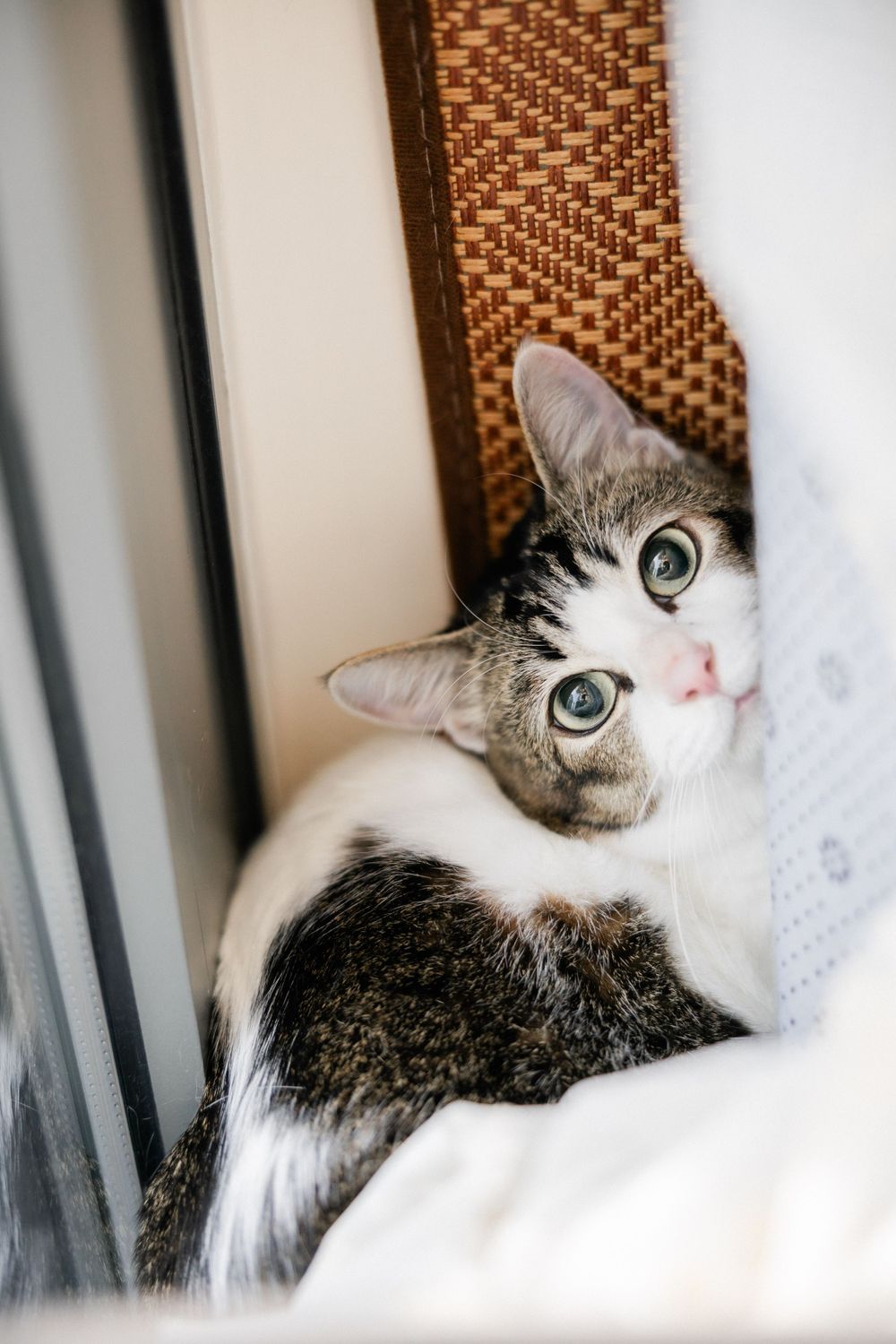 Adorable tabby and white cat with wide eyes resting between cushions and wall.