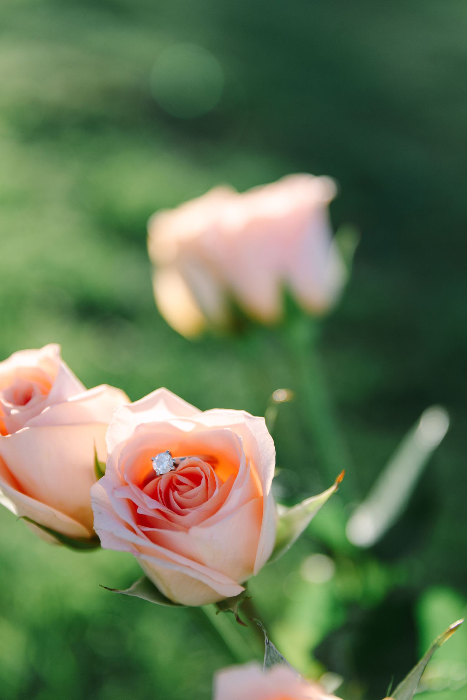 Delicate peach-colored roses bloom against a soft green blurred background in a garden setting.