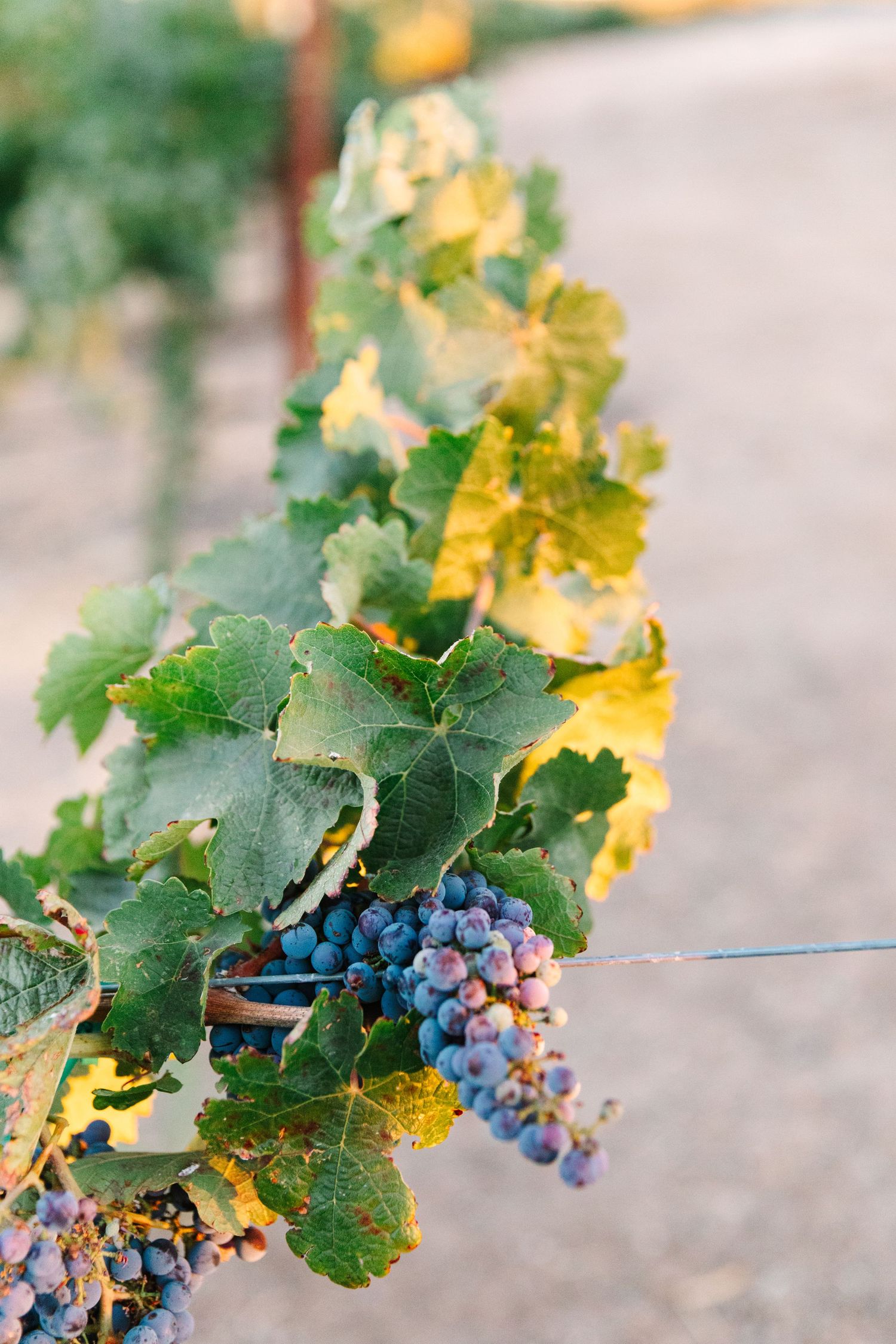 Purple wine grapes ripen on gnarled vines with green and yellow autumn leaves in a vineyard.