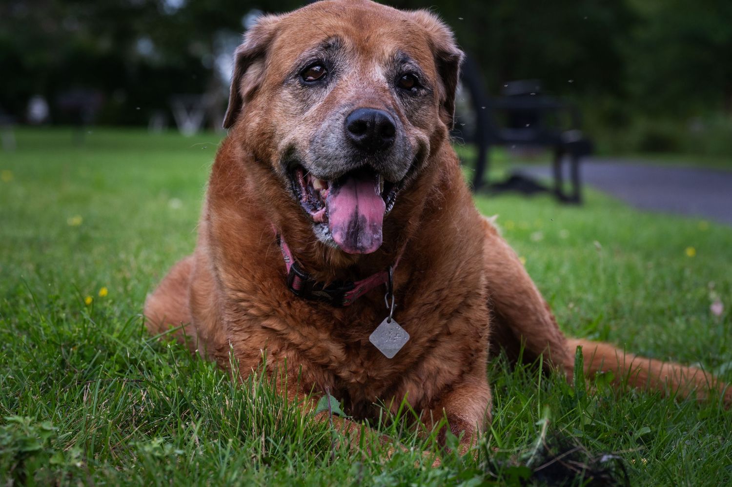 Legacy photos- end of life pet photography in Wisconsin