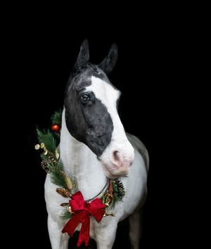 Black and white horse wearing a festive red bow and holly Christmas decoration around its neck.