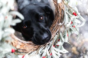 Black dog peeking through holiday wreath with red berries in winter portrait.