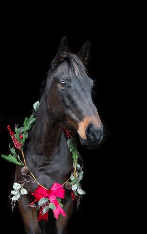 Dark horse wearing holiday wreath with red bow and berries against black background.