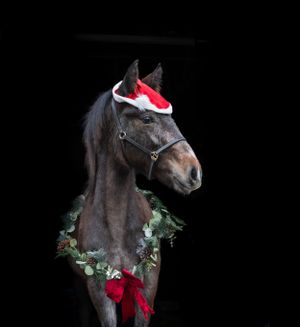 Dark horse wearing a festive Santa hat and holiday wreath against black background.