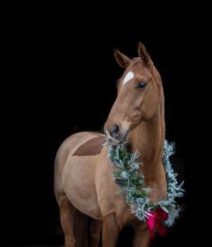 Chestnut horse wearing Christmas wreath against black background in studio portrait.