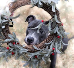 Horse adorned with Christmas wreath and red bow posing for holiday photos.