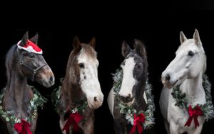 Four horses adorned with Christmas wreaths and Santa hats lined up against dark background.