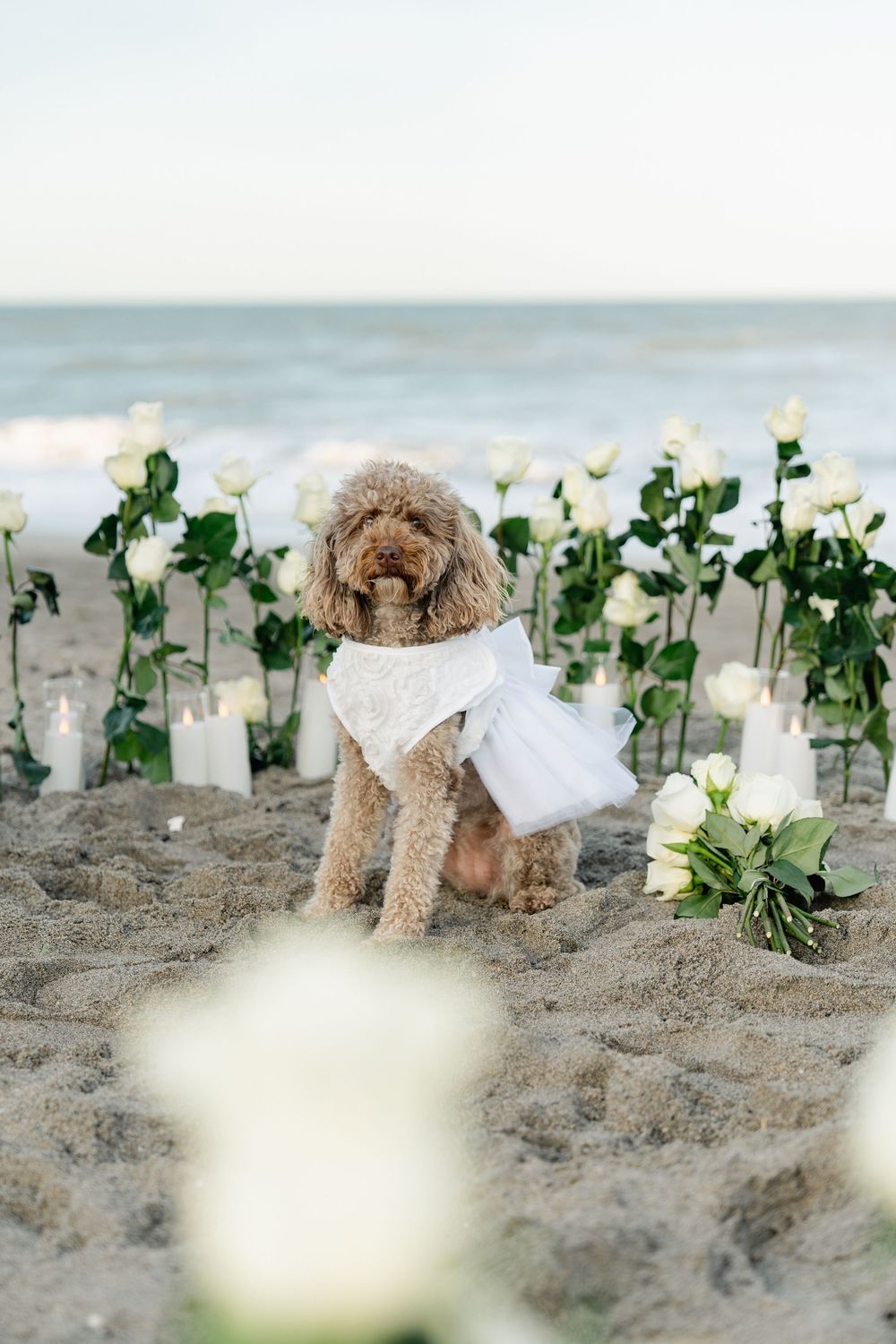 Fotografía de compromiso con los novios en playa. 
Engagement photos in the beach
© Photography by Iela LLC